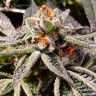 Семена  Auto Tropicana Cookies feminised Ganja Seeds Семена  Auto Tropicana Cookies feminised Ganja Seeds
