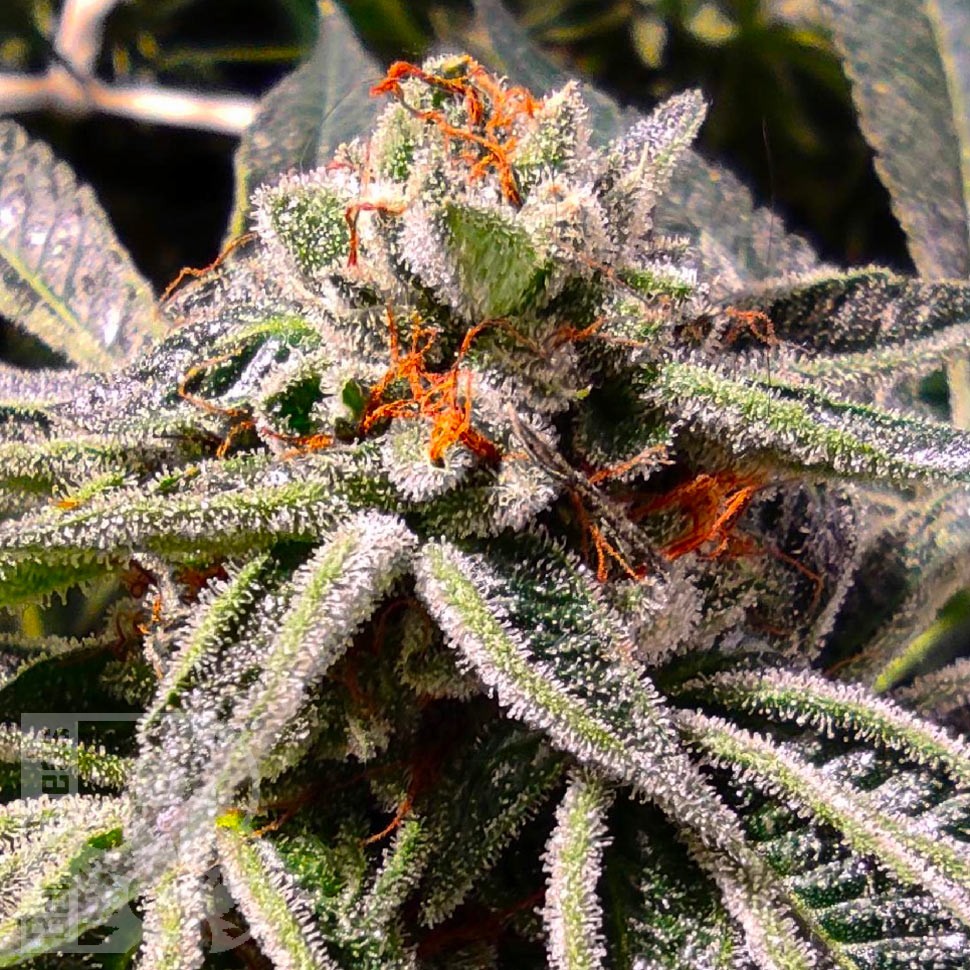Семена  Auto Tropicana Cookies feminised Ganja Seeds Семена  Auto Tropicana Cookies feminised Ganja Seeds