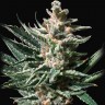 Семена  Auto Tropicana Cookies feminised Ganja Seeds Семена  Auto Tropicana Cookies feminised Ganja Seeds