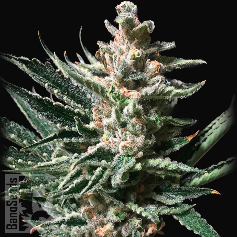 Семена  Auto Tropicana Cookies feminised Ganja Seeds Семена  Auto Tropicana Cookies feminised Ganja Seeds