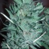 купить семена конопли для курения Mataro Blue reg купить семена конопли для курения Mataro Blue reg