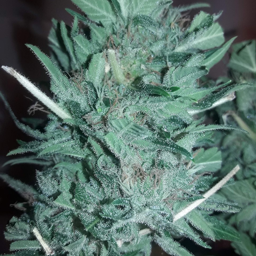 купить семена конопли для курения Mataro Blue reg купить семена конопли для курения Mataro Blue reg