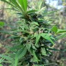 купить семена конопли марихуаны Pakistan Valley feminised купить семена конопли марихуаны Pakistan Valley feminised