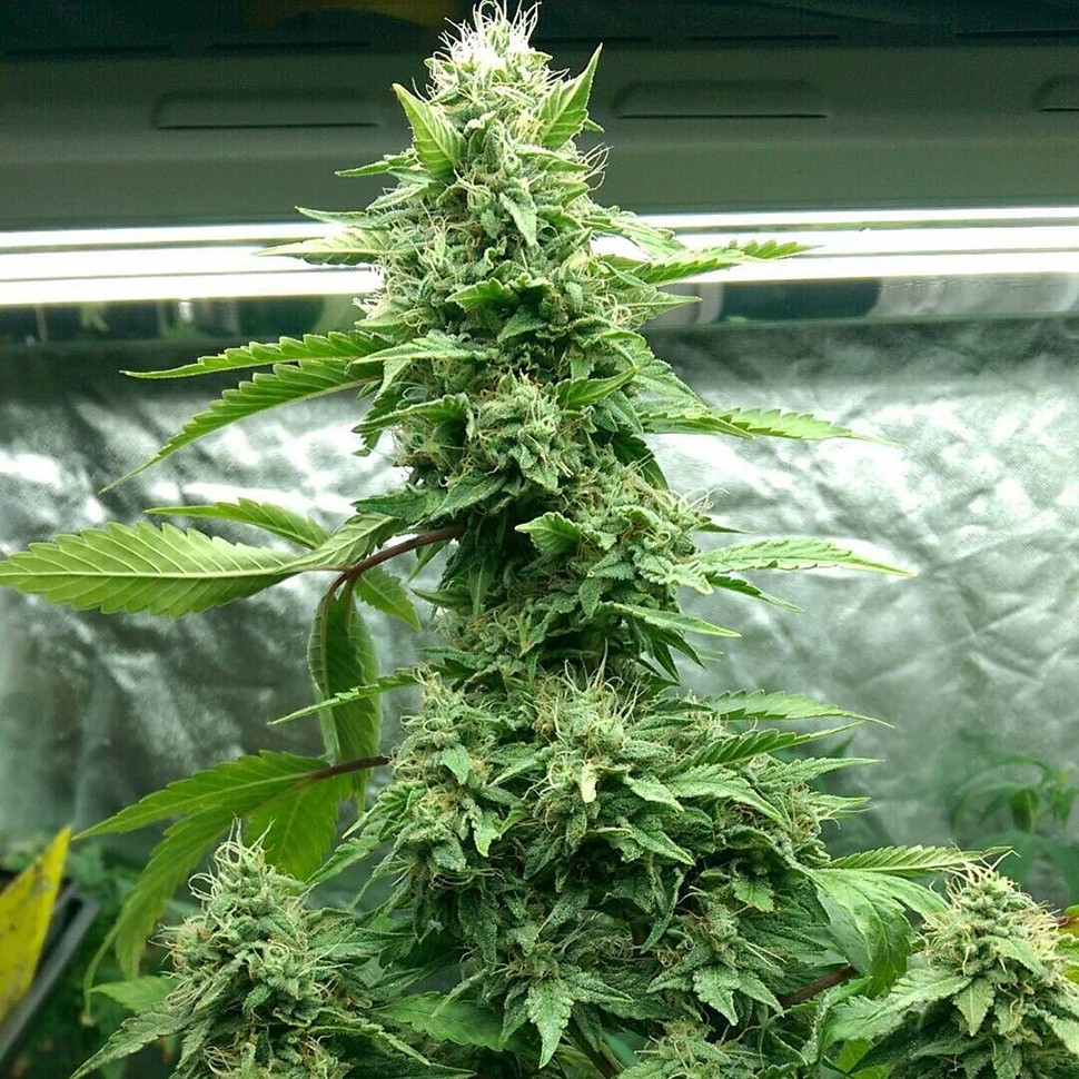 Семена ганжа  Pakistan Valley feminised Ganja Seeds
