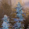 купить семена конопли ак 47 Green House Thai feminised купить семена конопли ак 47 Green House Thai feminised