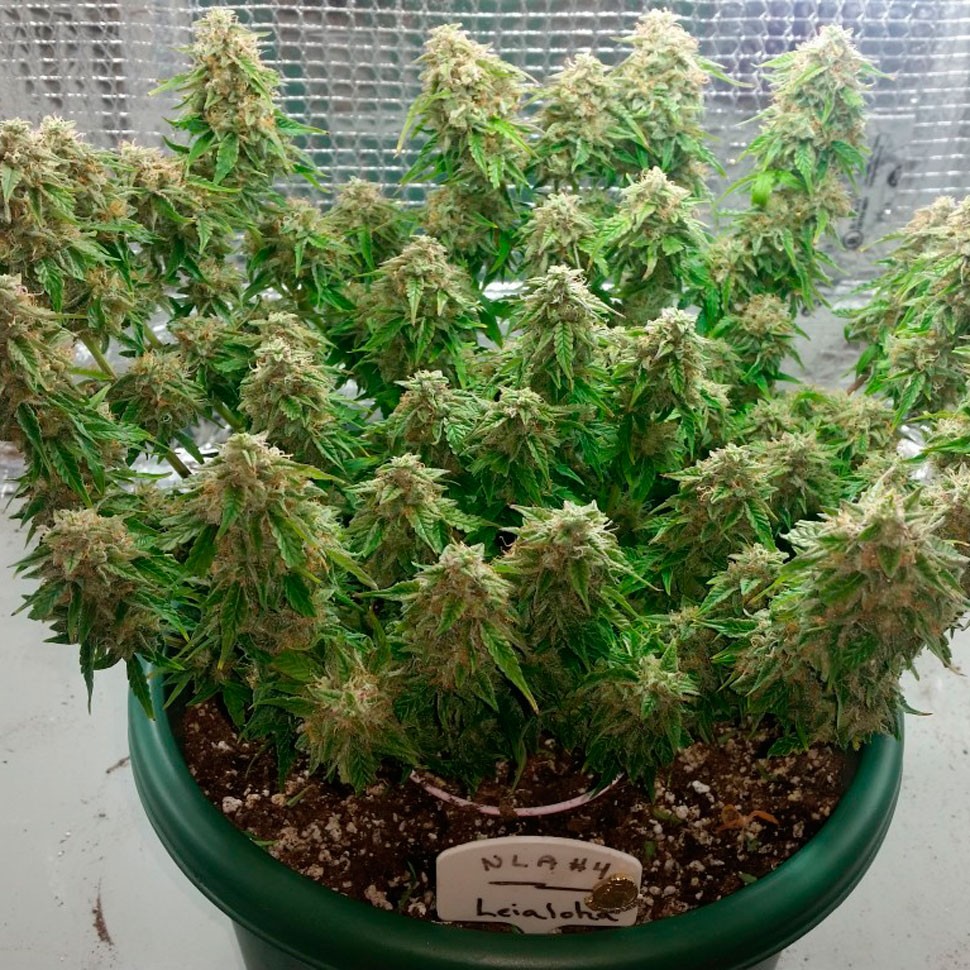 Семена каннабиса  Auto Magik feminised GanjaVIP Seeds