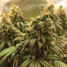 семена культурной конопли купить Auto Jack Herer feminised семена культурной конопли купить Auto Jack Herer feminised