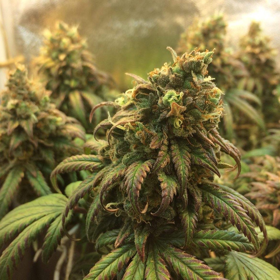 семена культурной конопли купить Auto Jack Herer feminised семена культурной конопли купить Auto Jack Herer feminised