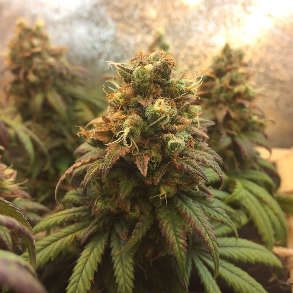 Семена каннабиса  Auto Jack Herer feminised Neuro Seeds