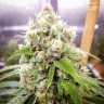 купить семена конопли в фирменной упаковке Auto Jack Herer feminised купить семена конопли в фирменной упаковке Auto Jack Herer feminised