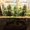 купить мощные семена конопли Auto Jack Herer feminised купить мощные семена конопли Auto Jack Herer feminised