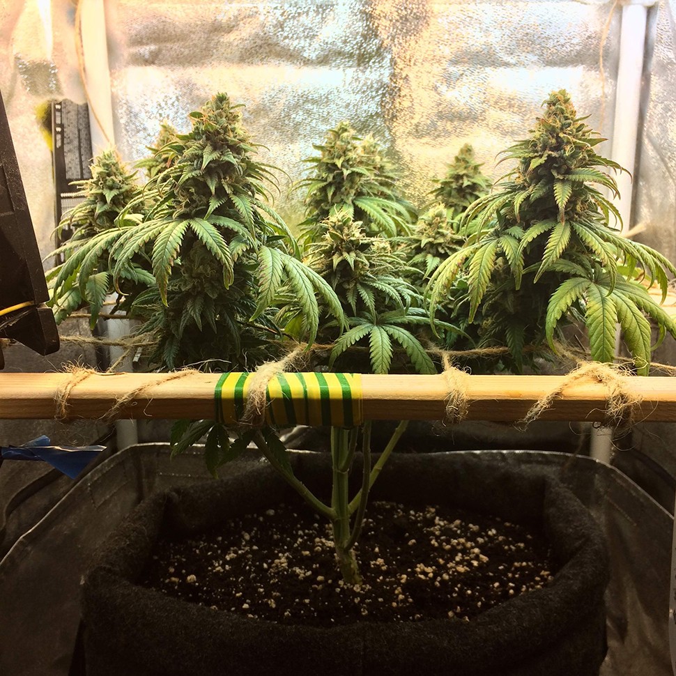 купить мощные семена конопли Auto Jack Herer feminised купить мощные семена конопли Auto Jack Herer feminised