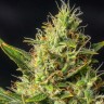 Семена ганжа  Auto Durban Poison feminised Ganja Seeds Семена ганжа  Auto Durban Poison feminised Ganja Seeds