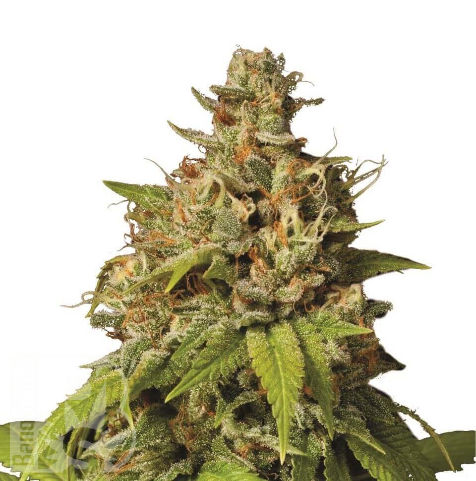 Семена ганжа  Auto Durban Poison feminised Ganja Seeds Семена ганжа  Auto Durban Poison feminised Ganja Seeds
