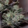 Early Durban feminised Ganja Seeds Early Durban feminised Ganja Seeds