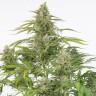 Семена ганжа  Cheese CBD feminised Ganja Seeds Семена ганжа  Cheese CBD feminised Ganja Seeds