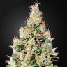 Семена ганжа  Cheese CBD feminised Ganja Seeds Семена ганжа  Cheese CBD feminised Ganja Seeds