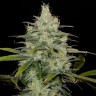 Семена ганжа  Cheese CBD feminised Ganja Seeds Семена ганжа  Cheese CBD feminised Ganja Seeds