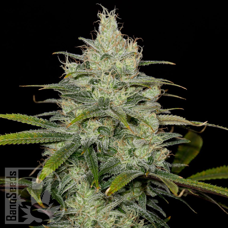 Семена ганжа  Cheese CBD feminised Ganja Seeds Семена ганжа  Cheese CBD feminised Ganja Seeds