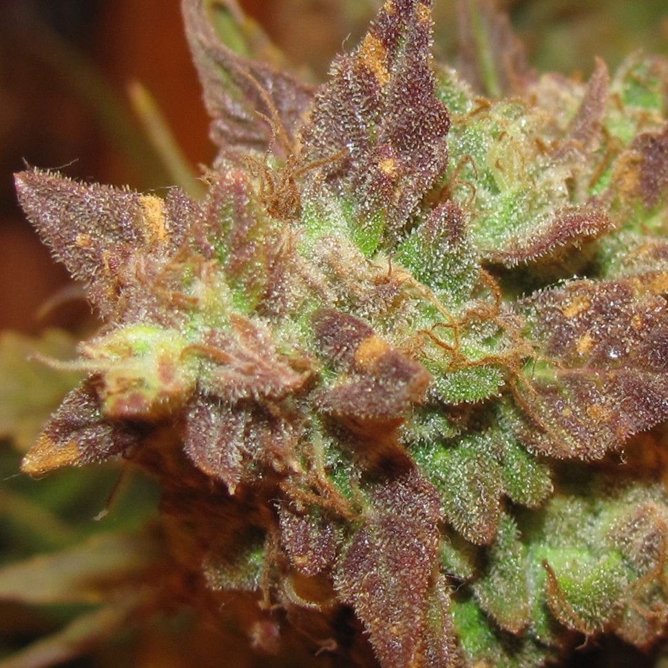 Семена конопли  Auto Big Devil #2 feminised Ganja Seeds