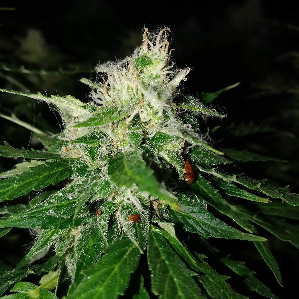 Семена  Pandora regular Ganja Seeds