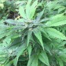 купить семена конопли в фирменной упаковке Green Poison reg купить семена конопли в фирменной упаковке Green Poison reg