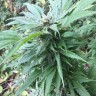 купить семена конопли f1 в оригинальной упаковке Green Poison reg купить семена конопли f1 в оригинальной упаковке Green Poison reg