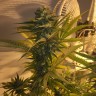 заказать семена конопли Green Poison reg заказать семена конопли Green Poison reg