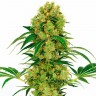 купить семена конопли Auto Namor feminised купить семена конопли Auto Namor feminised
