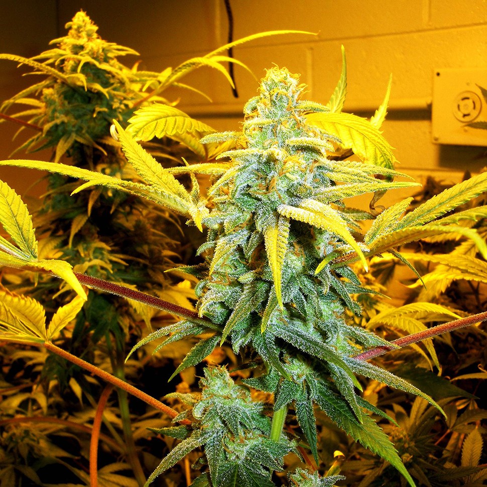 Семена конопли  Burabay feminised Bang Seeds