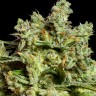 Семена конопли  Burabay feminised Bang Seeds Семена конопли  Burabay feminised Bang Seeds
