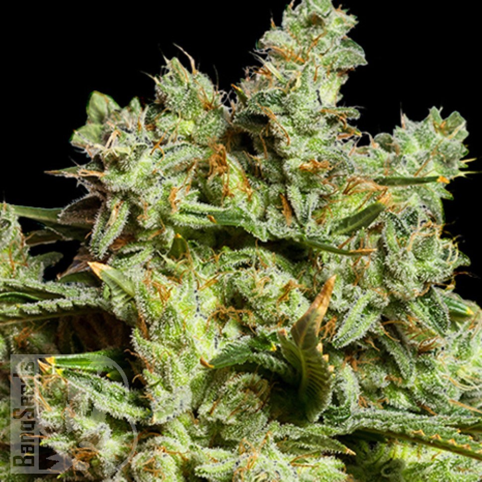 Семена конопли  Burabay feminised Bang Seeds Семена конопли  Burabay feminised Bang Seeds
