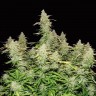 Семена конопли  Burabay feminised Bang Seeds Семена конопли  Burabay feminised Bang Seeds