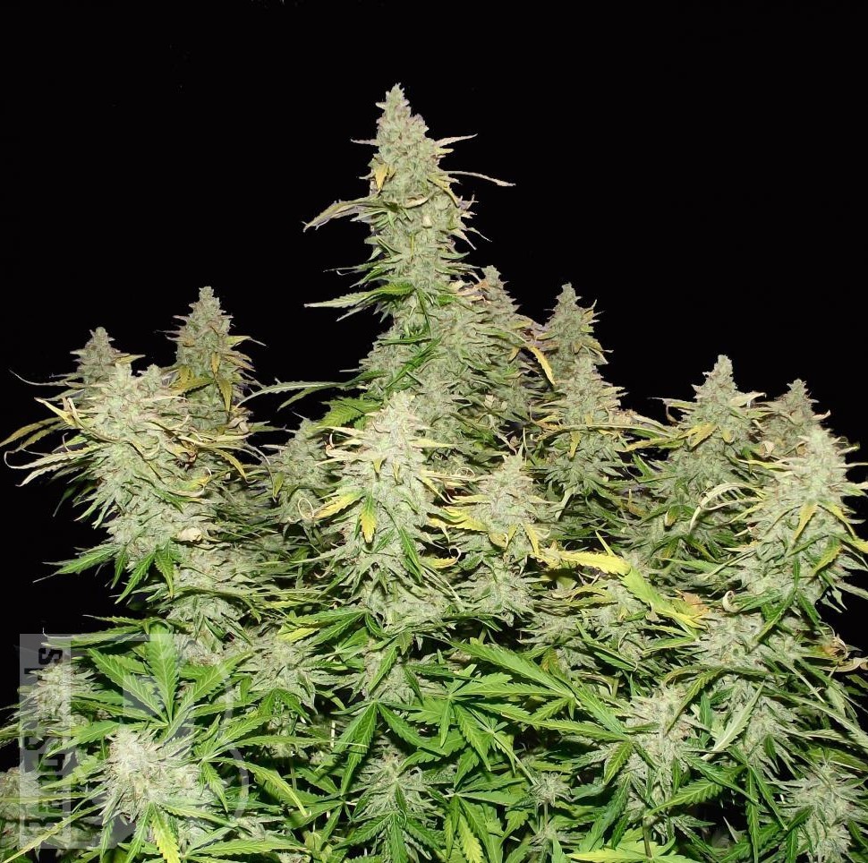 Семена конопли  Burabay feminised Bang Seeds Семена конопли  Burabay feminised Bang Seeds