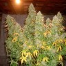 Семена конопли  Burabay feminised Bang Seeds Семена конопли  Burabay feminised Bang Seeds