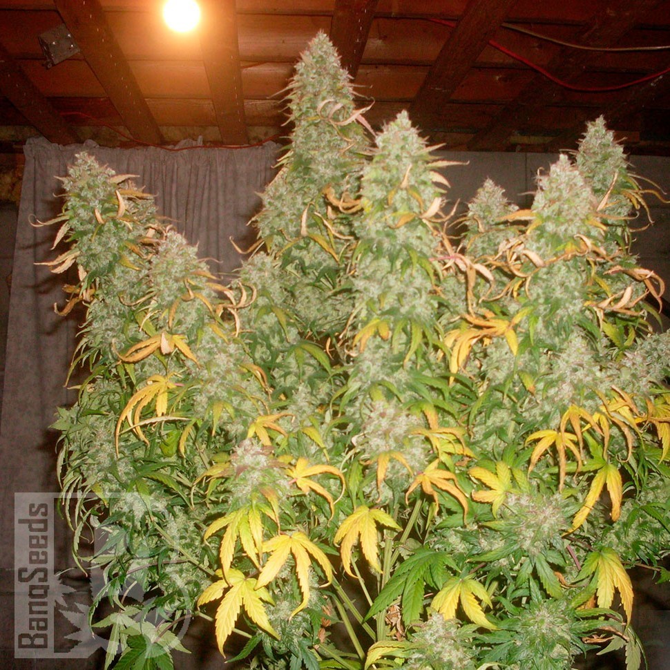Семена конопли  Burabay feminised Bang Seeds Семена конопли  Burabay feminised Bang Seeds