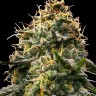 Семена конопли  Burabay feminised Bang Seeds Семена конопли  Burabay feminised Bang Seeds