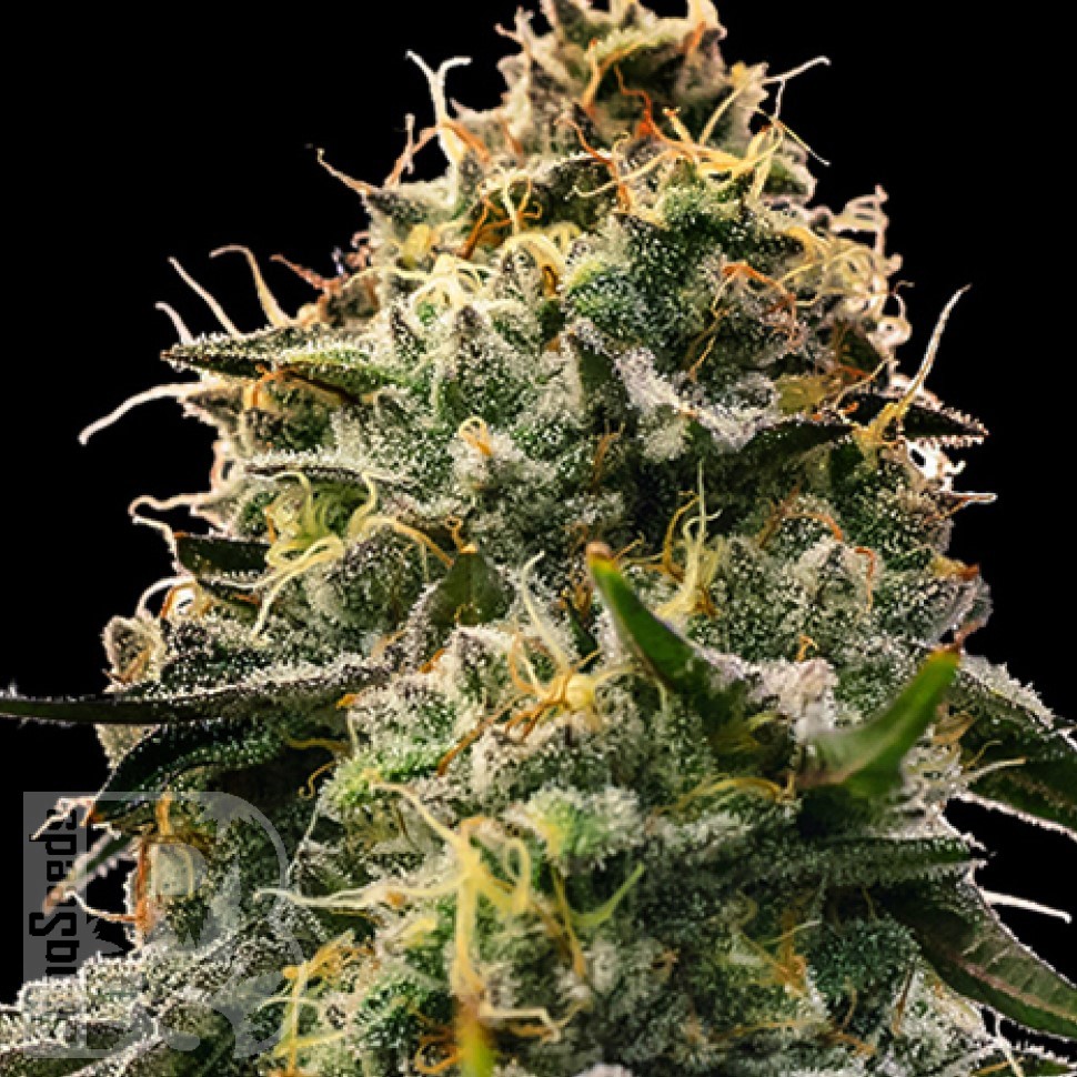 Семена конопли  Burabay feminised Bang Seeds Семена конопли  Burabay feminised Bang Seeds