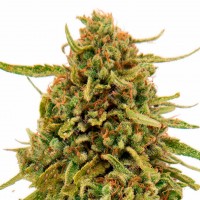 Widow Remedy feminised Ganja Seeds