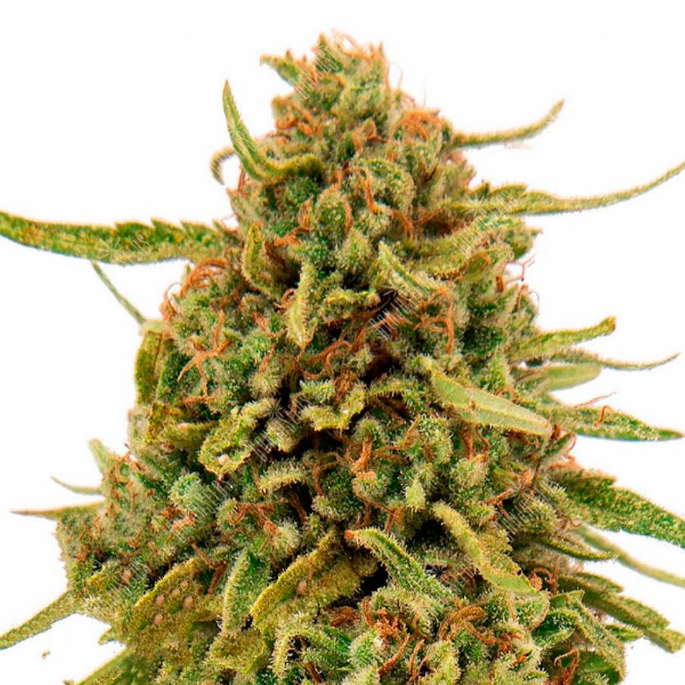 Семена  Widow Remedy feminised Ganja Seeds