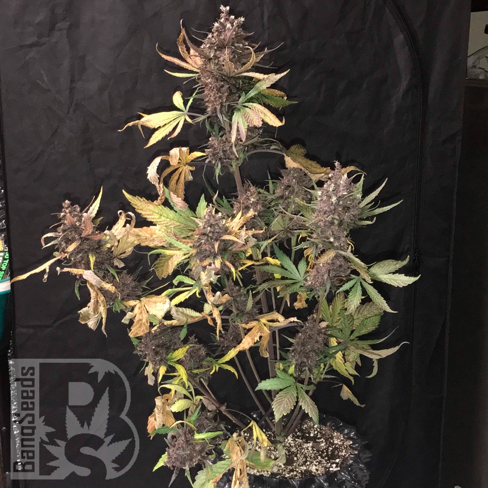 Купить Auto Devil Cream feminised Ganja Seeds Купить Auto Devil Cream feminised Ganja Seeds