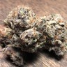 Early Skunk feminised Ganja Seeds Early Skunk feminised Ganja Seeds