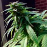 Early Skunk feminised Ganja Seeds Early Skunk feminised Ganja Seeds