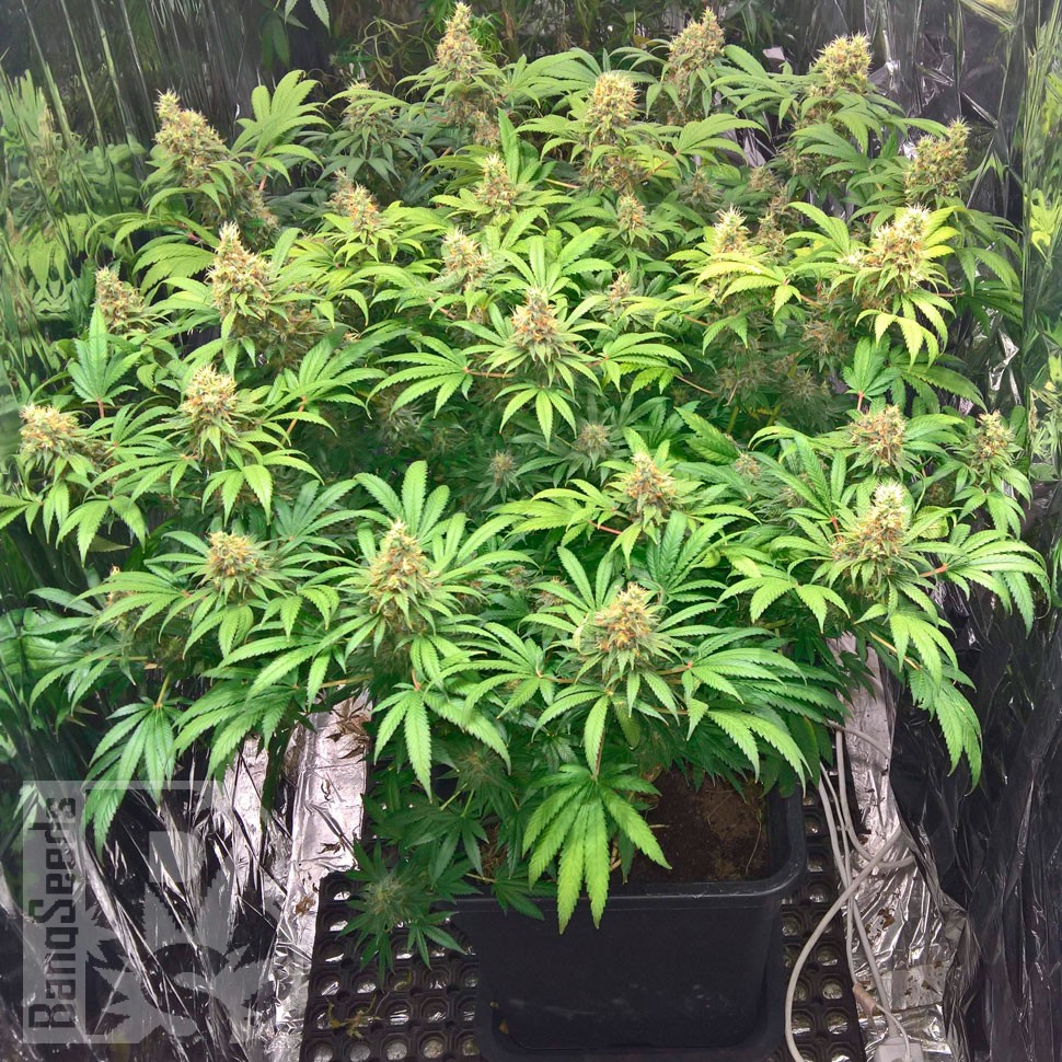 Early Skunk feminised Ganja Seeds Early Skunk feminised Ganja Seeds
