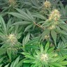 Early Skunk feminised Ganja Seeds Early Skunk feminised Ganja Seeds