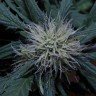 где можно заказать семена конопли Auto Black Jack feminised где можно заказать семена конопли Auto Black Jack feminised