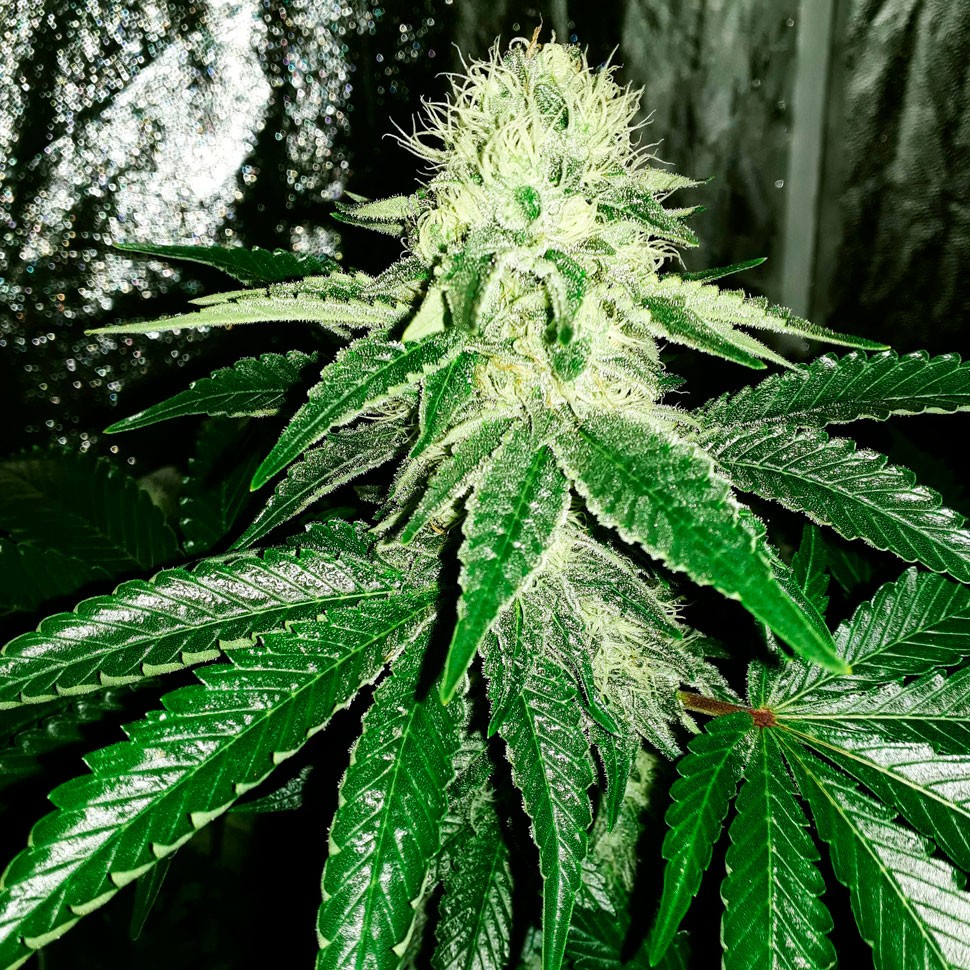 Семена марихуаны  Auto AK feminised Ganja Seeds