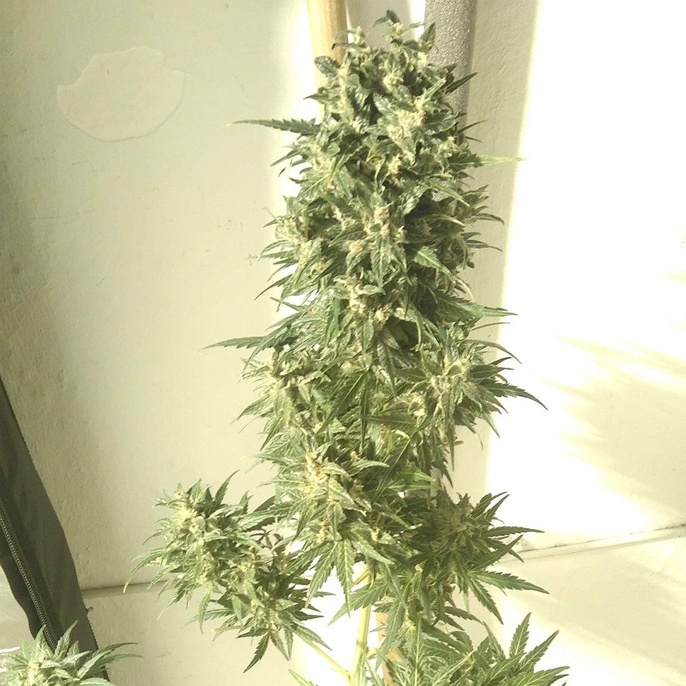 Семена  Point of No Return x Lowryder regular Ganja Seeds