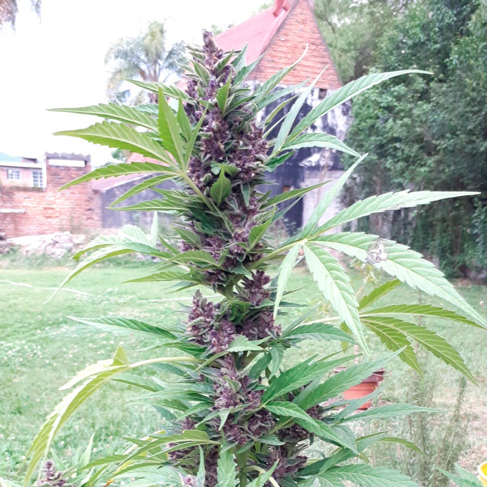 Семена каннабиса  Auto Psylocke feminised GanjaVIP Seeds