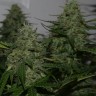 Семена конопли  Burana feminised Bang Seeds Семена конопли  Burana feminised Bang Seeds